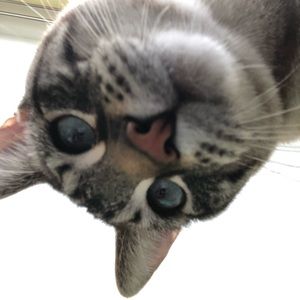 Meet your Posher, Bella